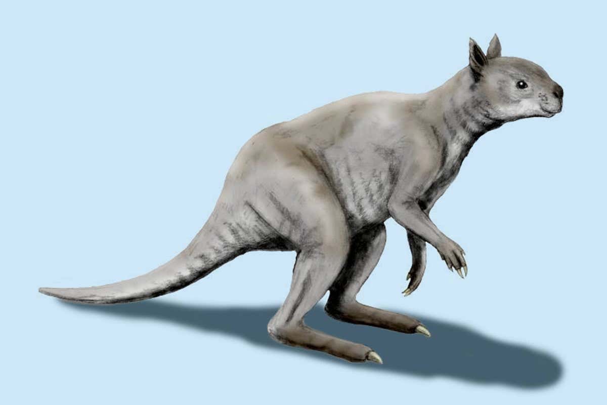The short-faced kangaroo, Simosthenurus occidentalis -- an artistic reconstruction.