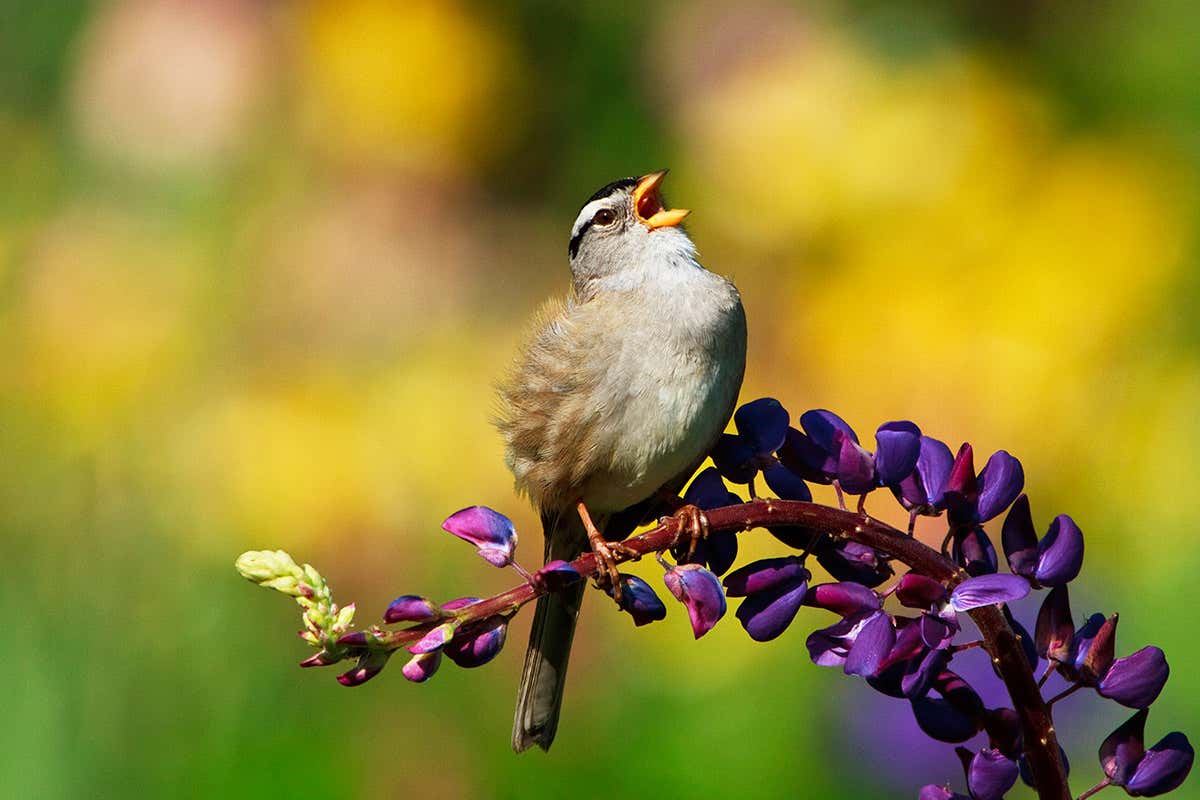 White-crowned sparrow