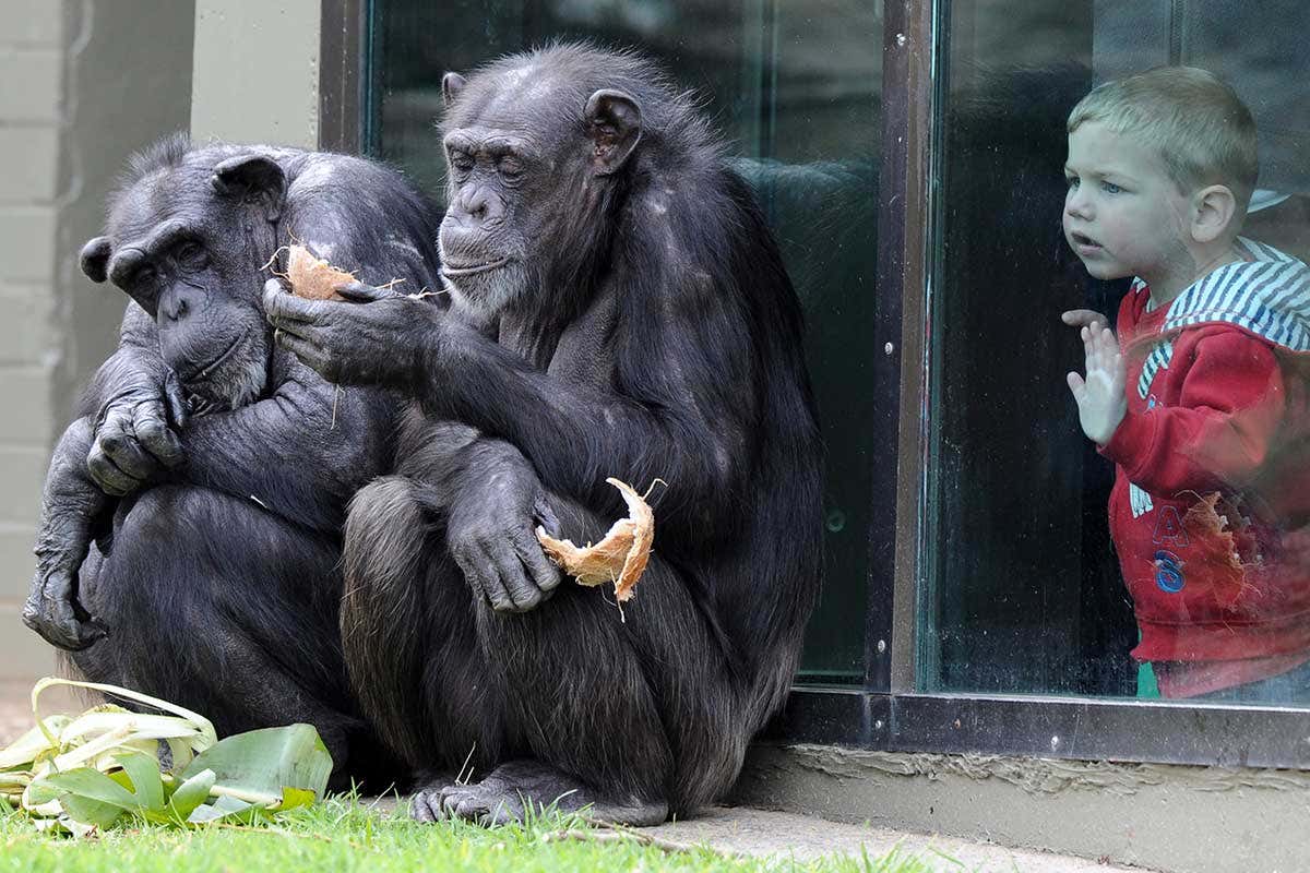 Chimpanzees and a child