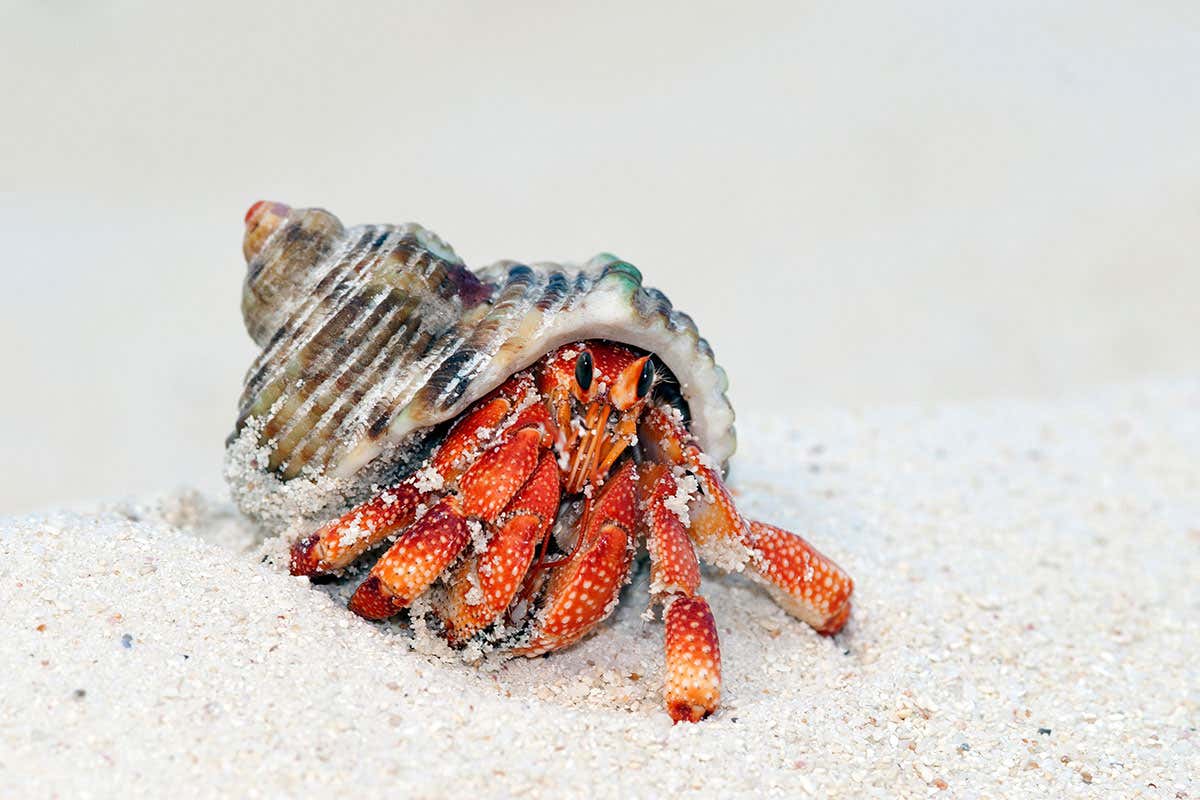 A hermit crab