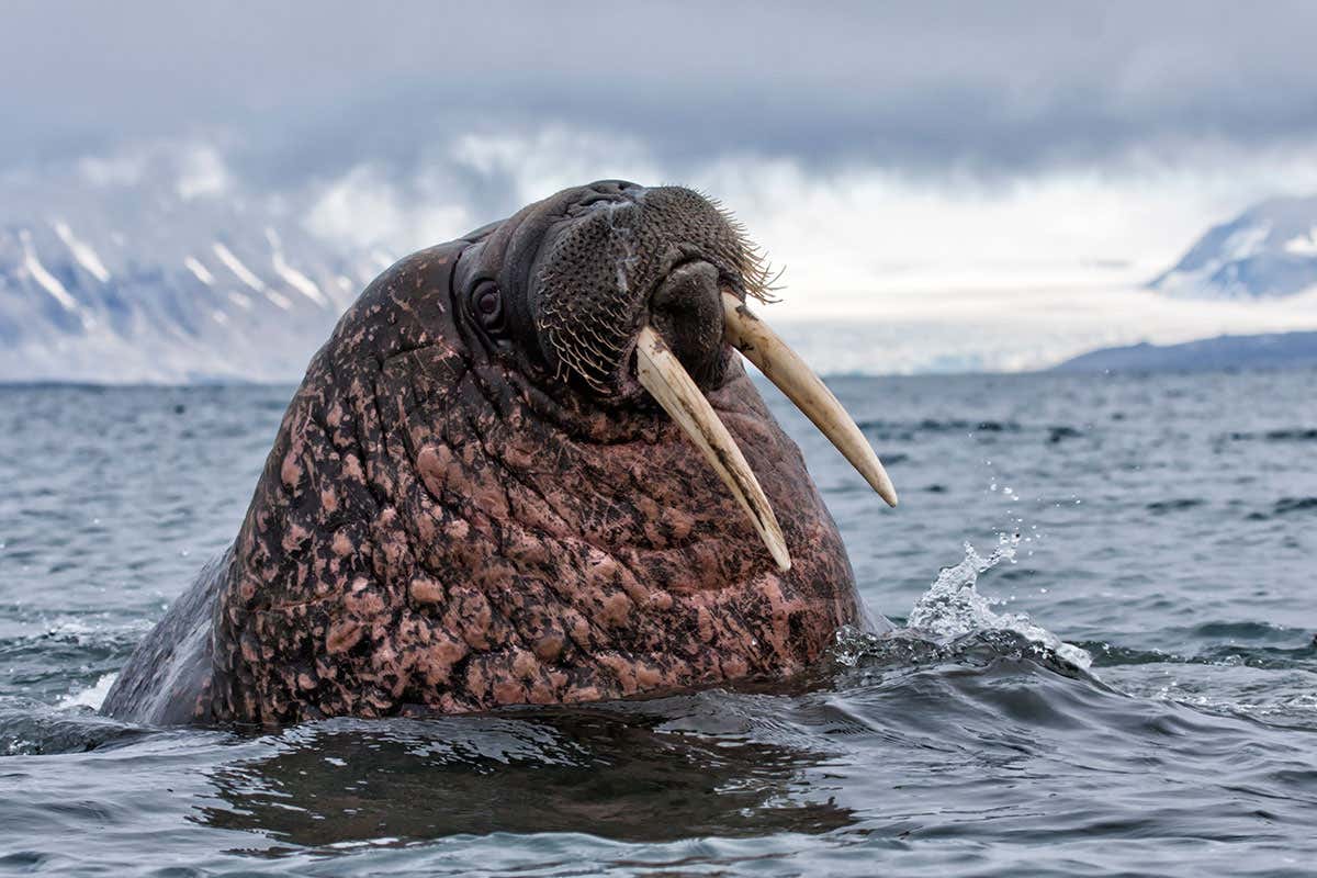 Walrus in the sea