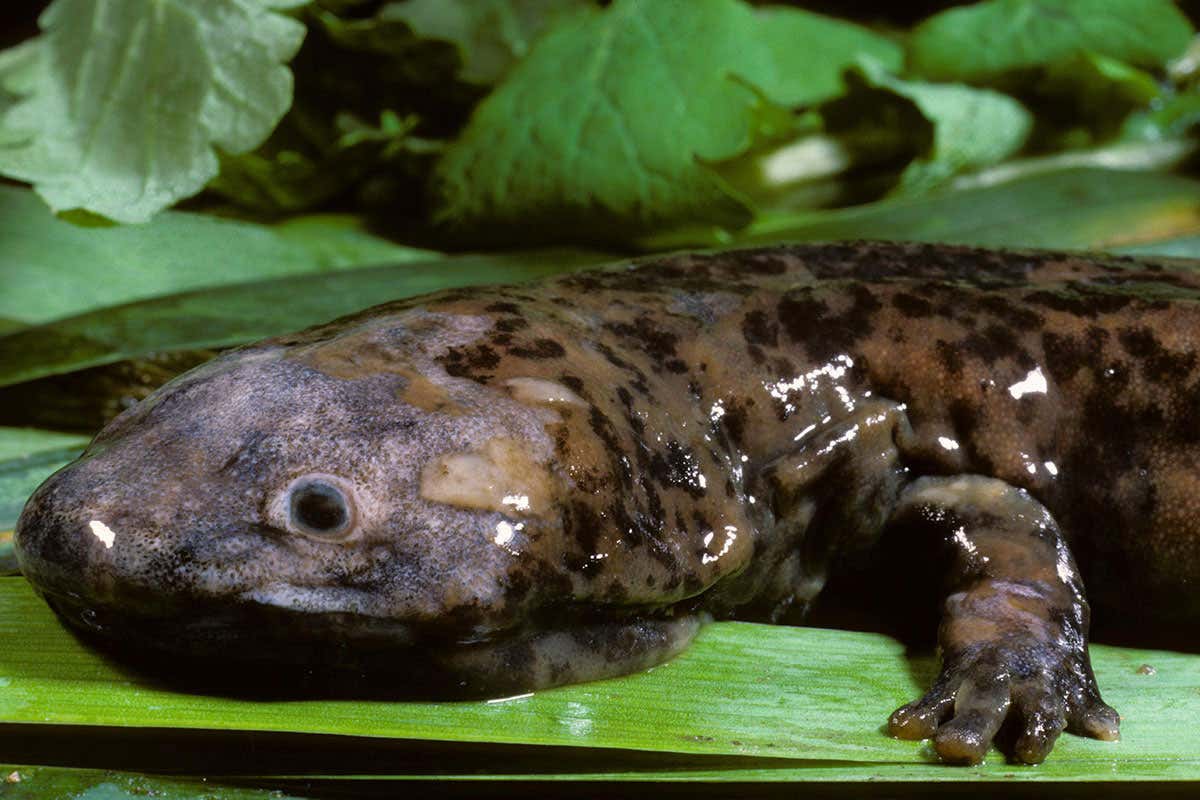 A giant salamander