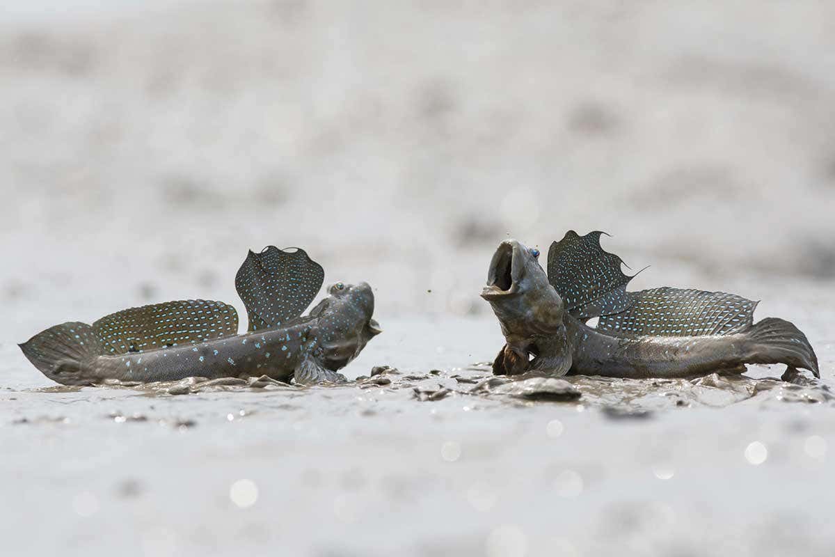 mudskipper