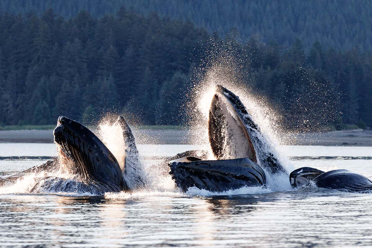 Humpback whales