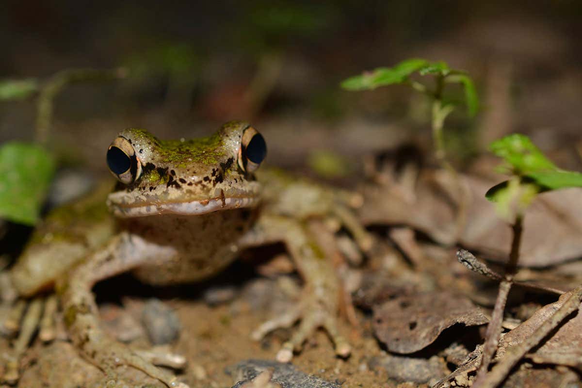 The amami tip-nosed frog