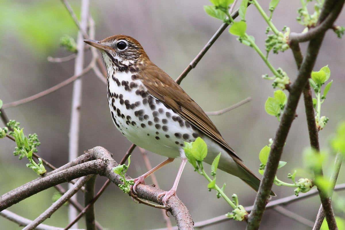 New Scientist. Science news and long reads from expert journalists, covering developments in science, technology, health and the environment on the website and the magazine.