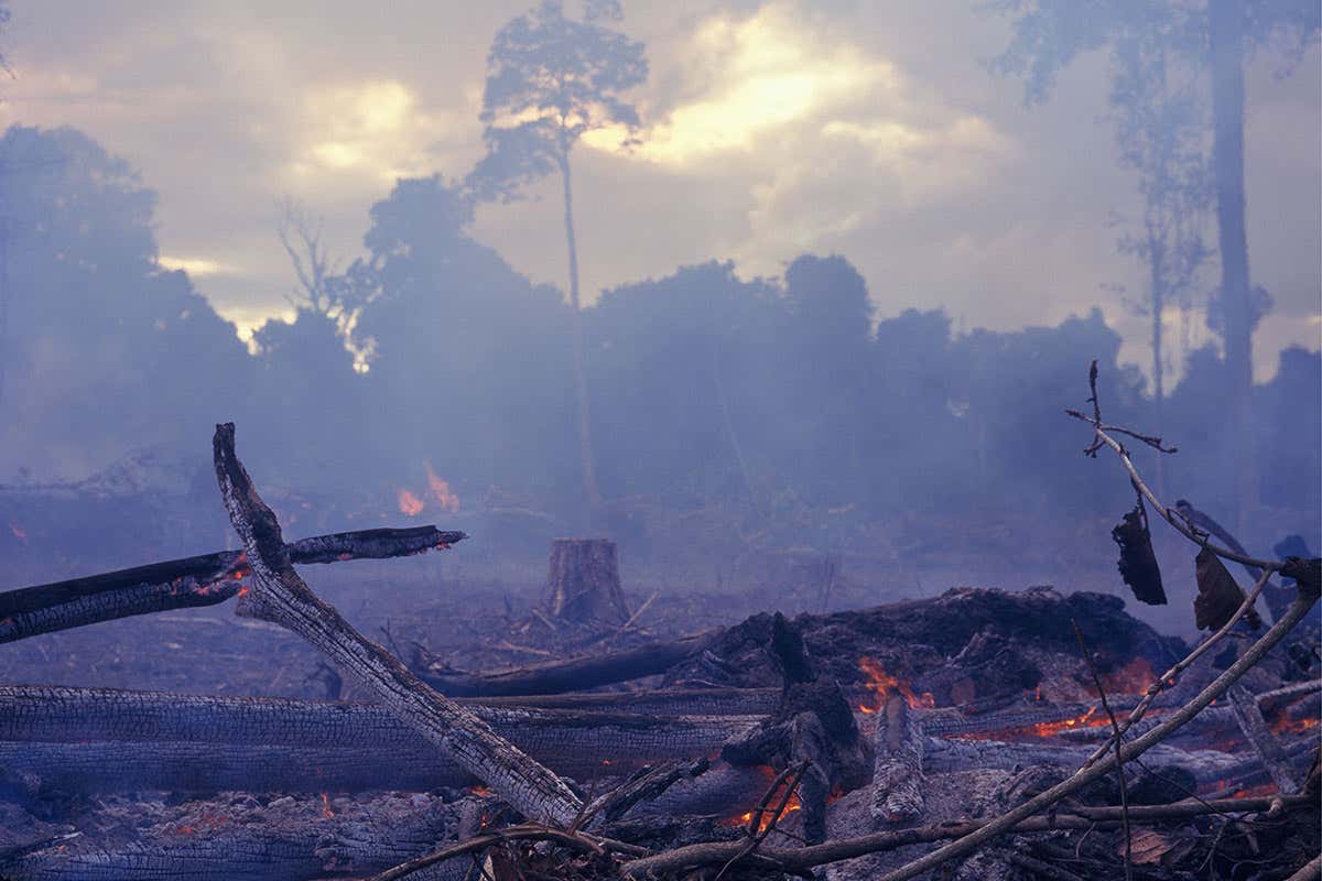 Burning rainforest