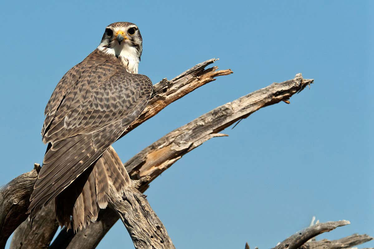 Prairie falcons (Falco mexicanus) may struggle to get enough water due to climate change