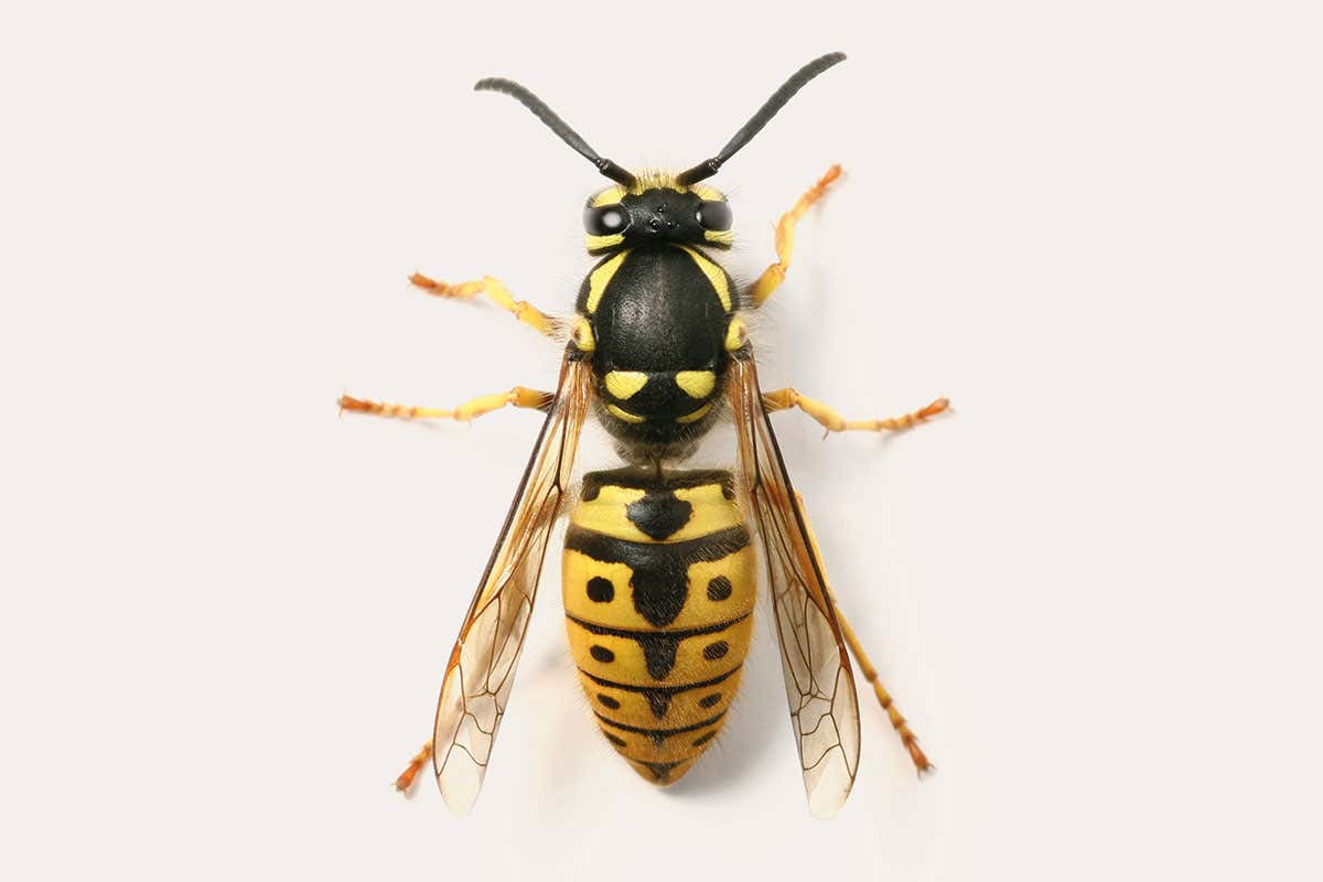 Wasp