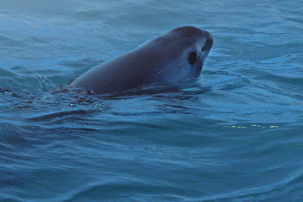 Sea of Shadows: Film documents demise of the world's smallest porpoise