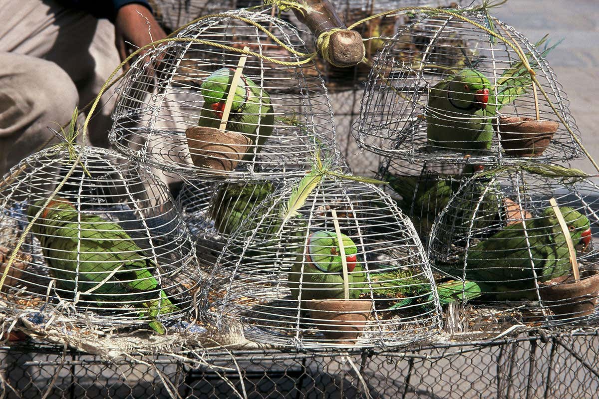 Rose ringed parakeets for sale in baskets