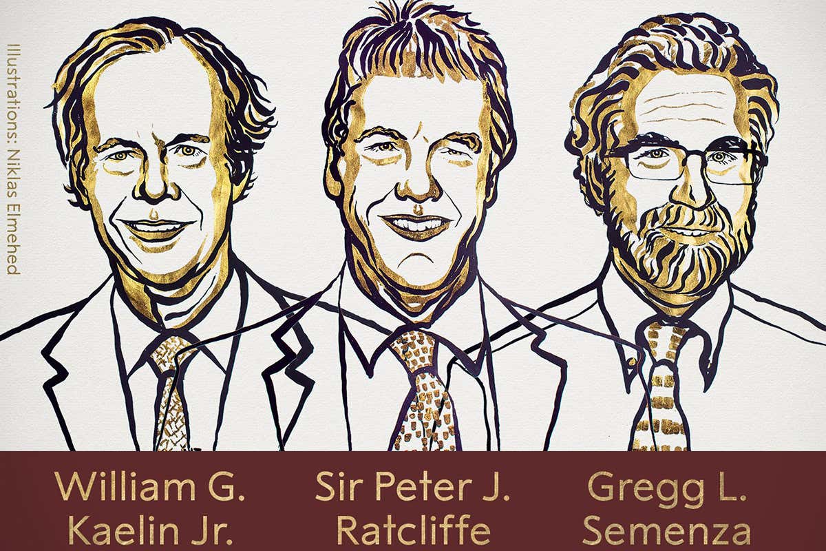 Nobel prize for medicine goes to discovery of how cells sense oxygen