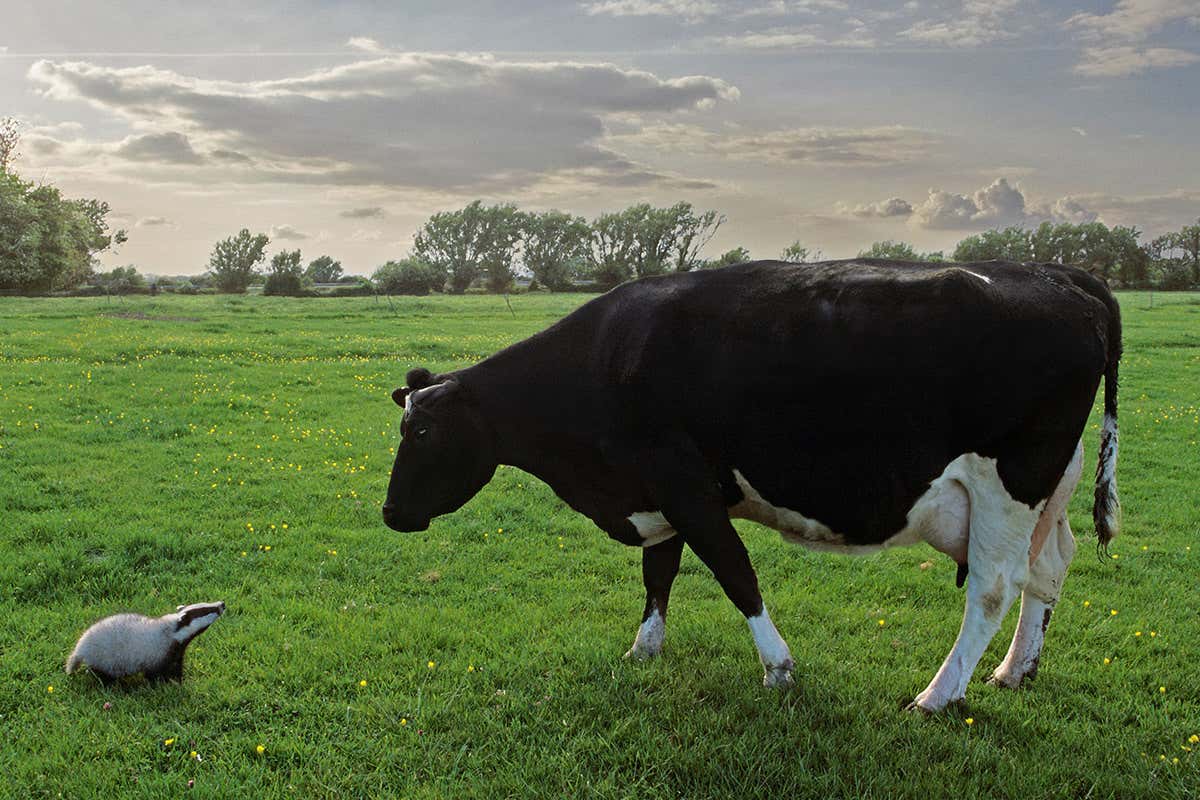 Real time badger tracking shows culling could increase spread of TB