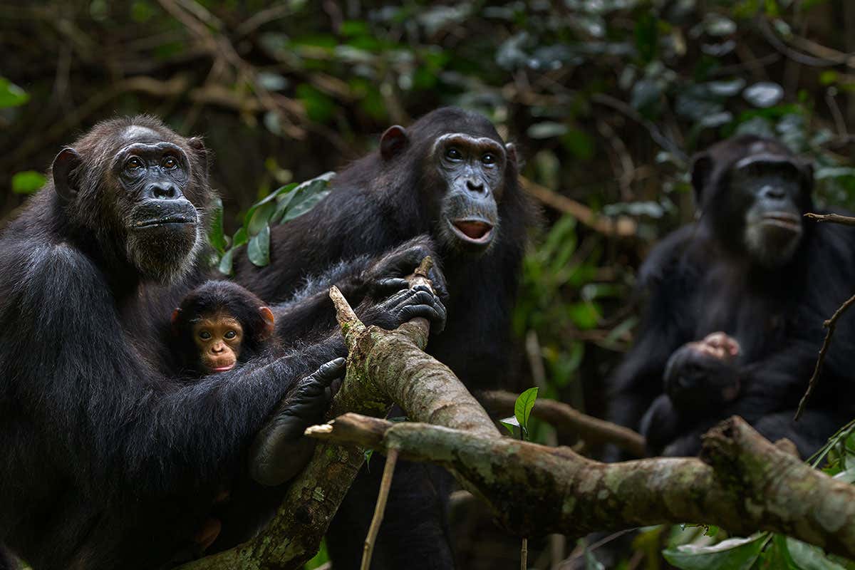 Experiments show us how animal minds work – but should we do them?