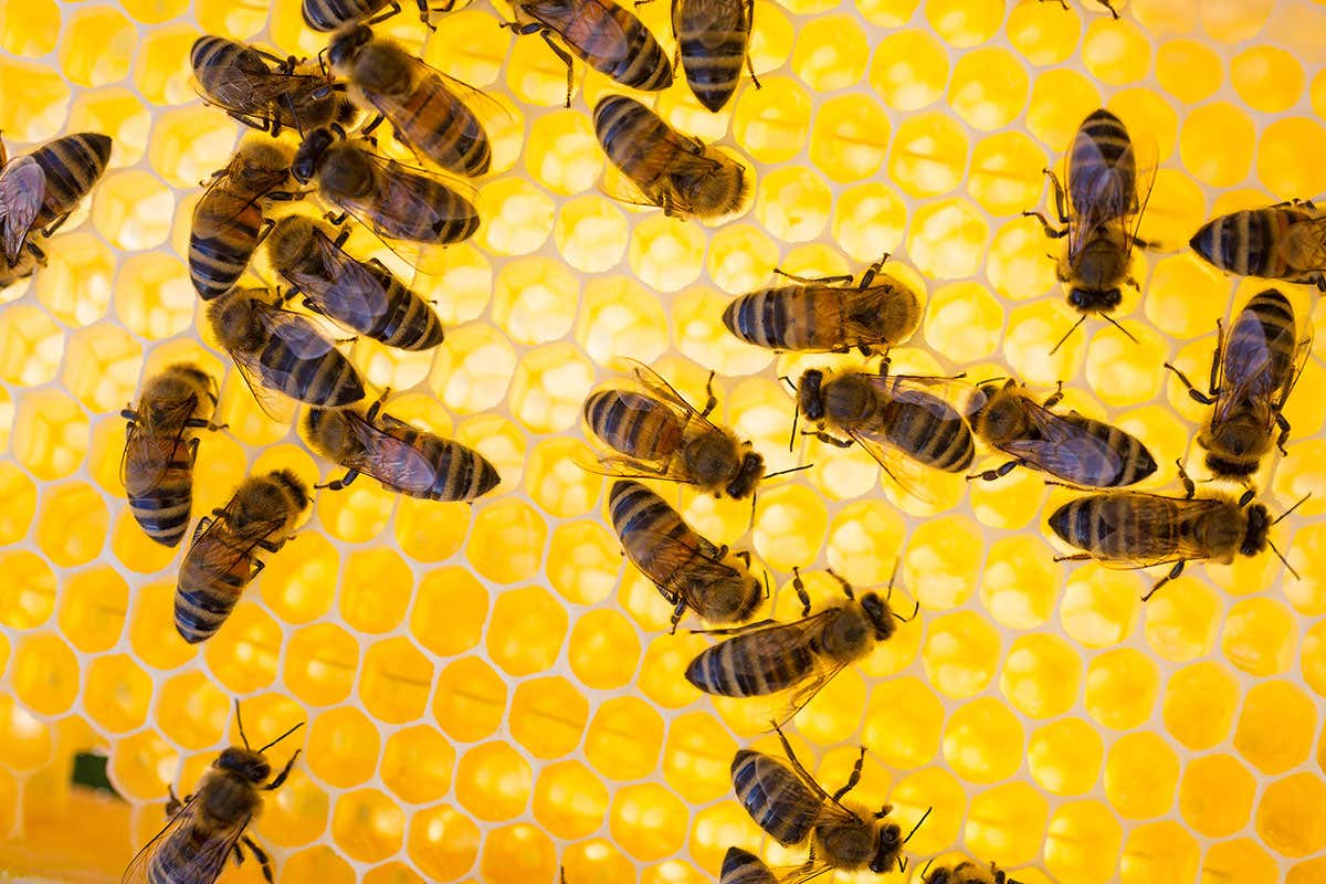 Bees in a honeycomb