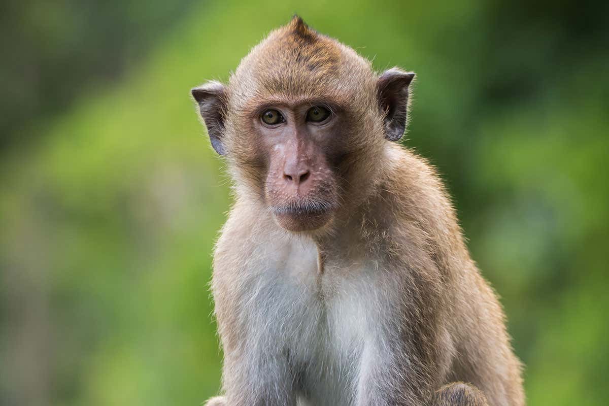 macaque