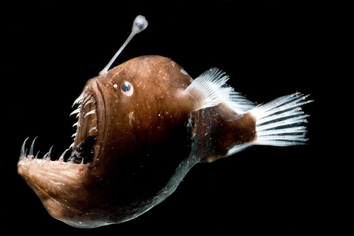 deep-sea angler fish
