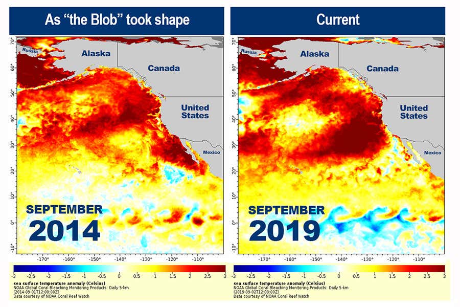 Northeast Pacific Marine Heatwave