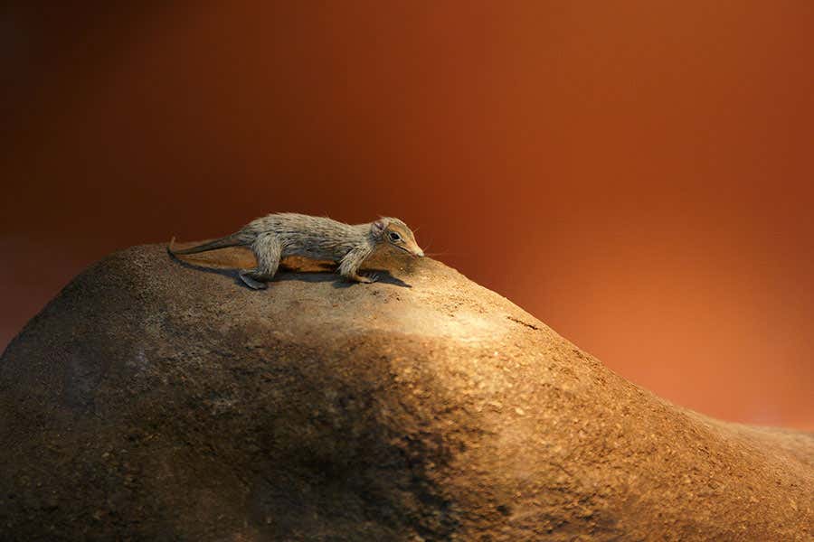 Morganucodon oelheri