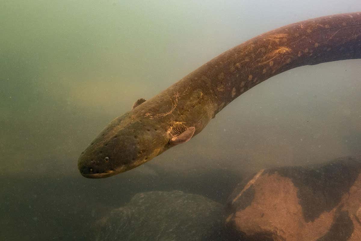 Electrophorus voltai (shown above), one of the two newly discovered electric eel species, primarily lives further south than Electrophorus electricus on the Brazilian Shield, another highland region.