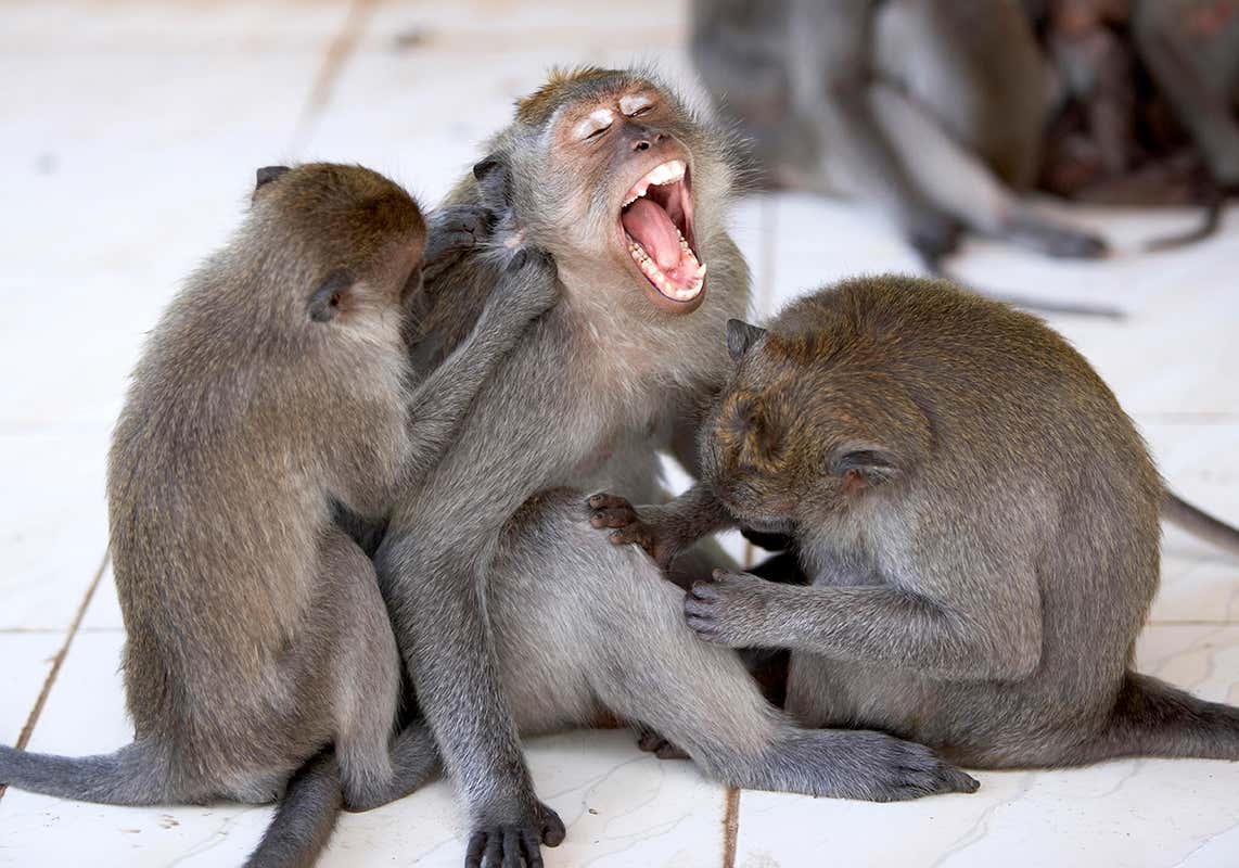 You probably score worse than monkeys on questions about the world