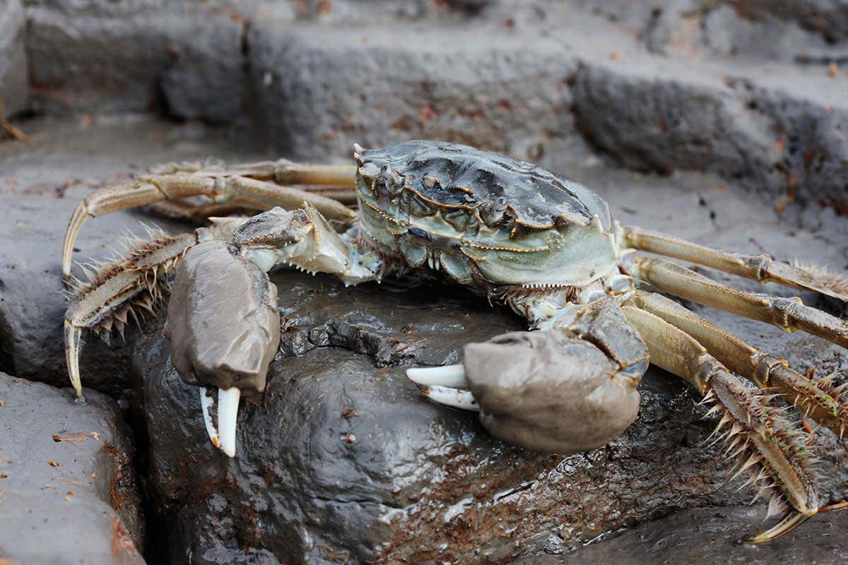 A Chinese mitten crab, Eriocheir sinensis, by the Thames
