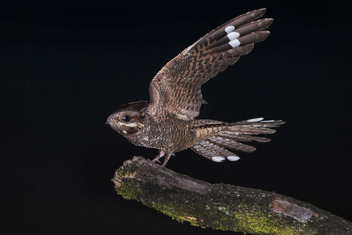 Nightjars time their epic migration flights using a lunar calendar