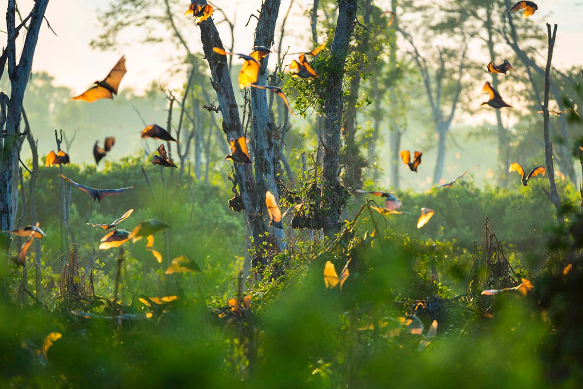 The biggest worldwide mammals migrations in the swamp forest of mushitu trees in Kasanka National Park, Zambia.