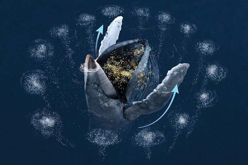 Humpback whales use their flippers to swat salmon into their mouths