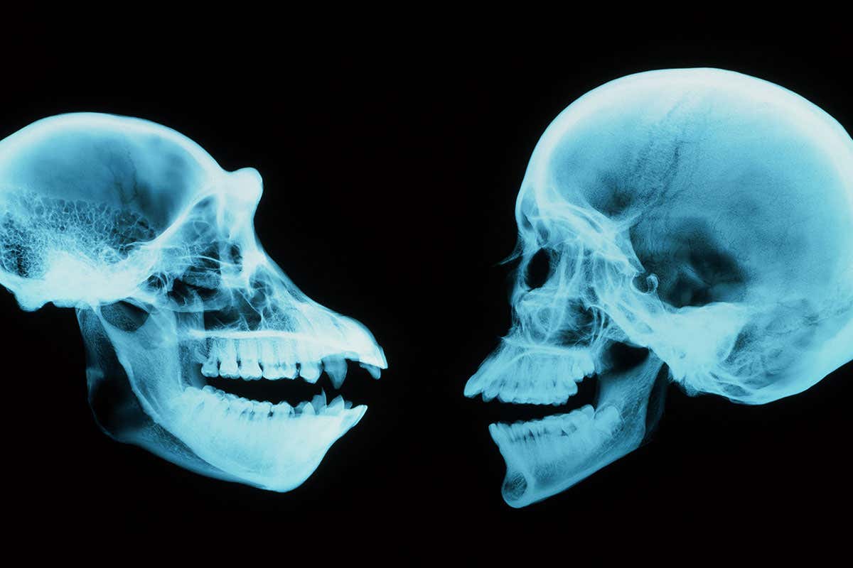 X-rays of human and chimp
