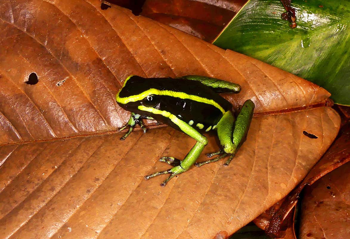 Peruvian frog