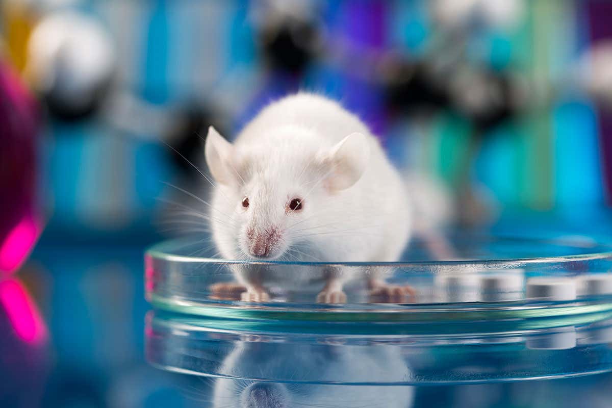 Mouse studies could help us better understand how embryos develop