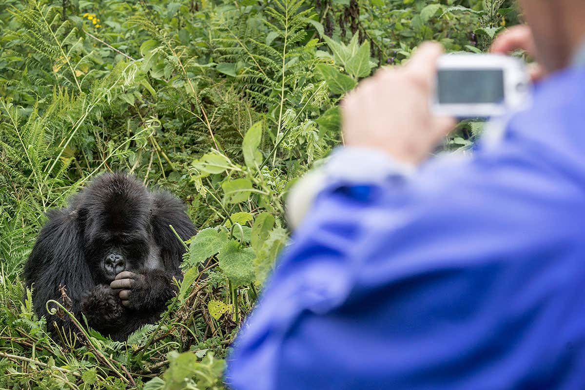 tourist taking photo of gorilla