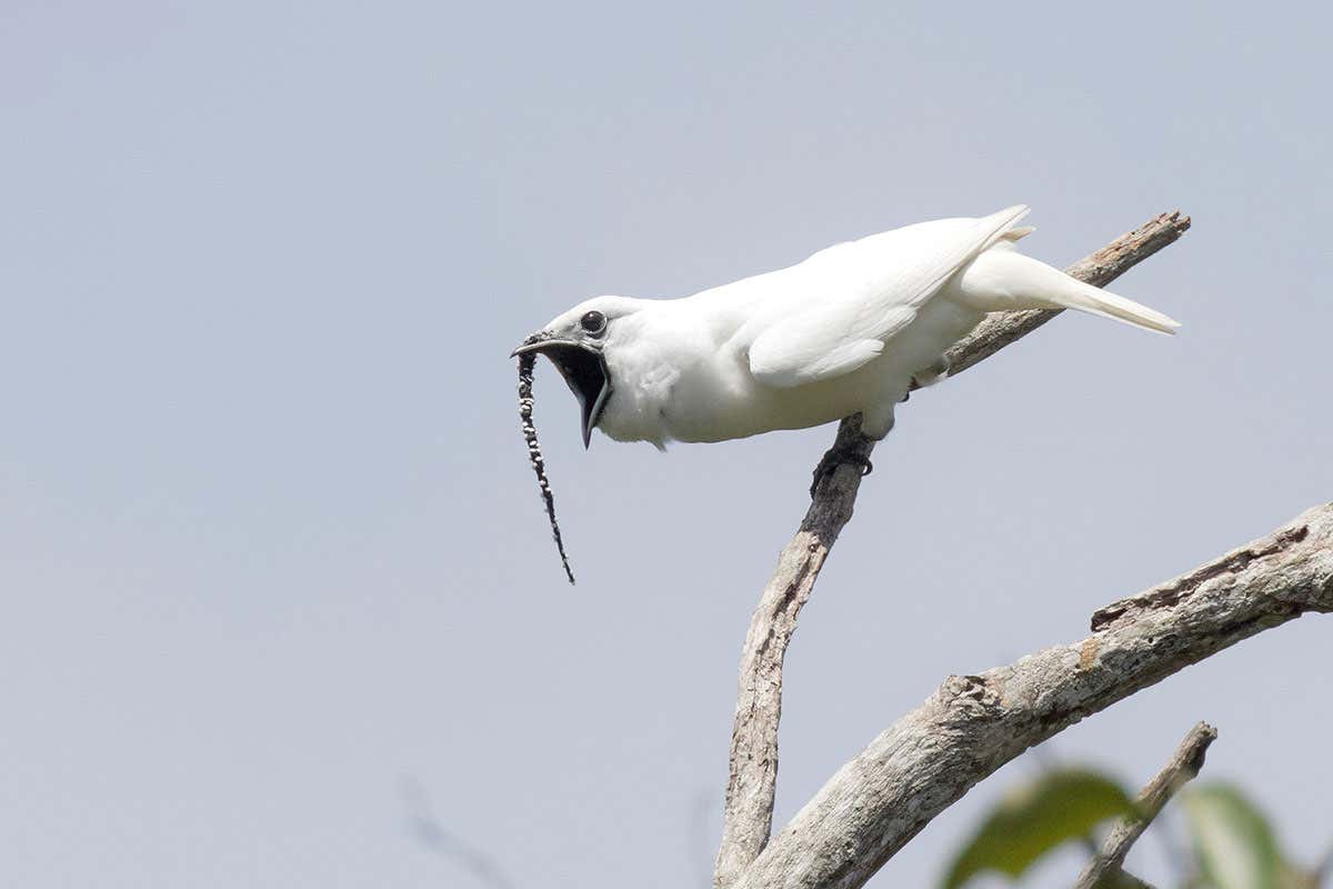 Male white bellbird