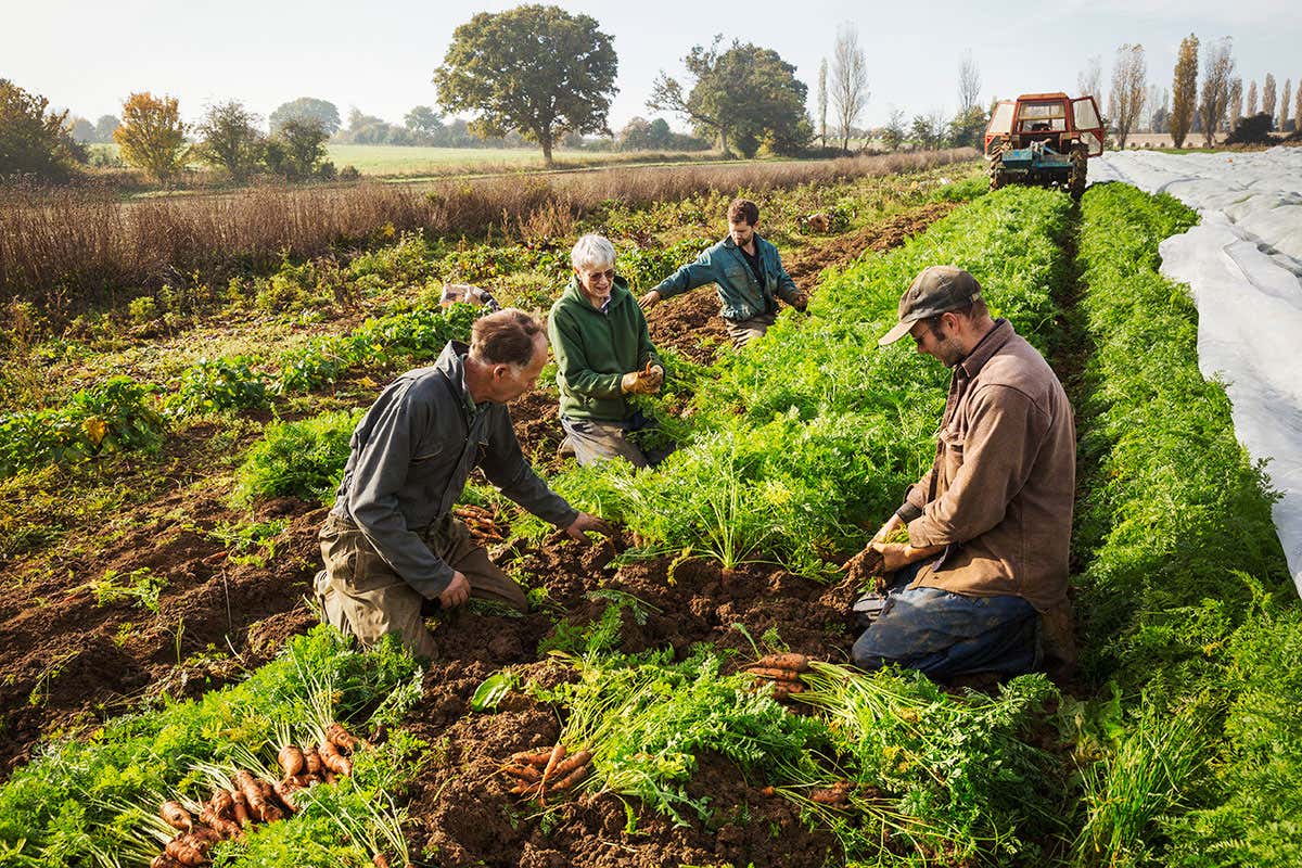 A small group of people harvesting autumn vegetables in the fields on a small family farm