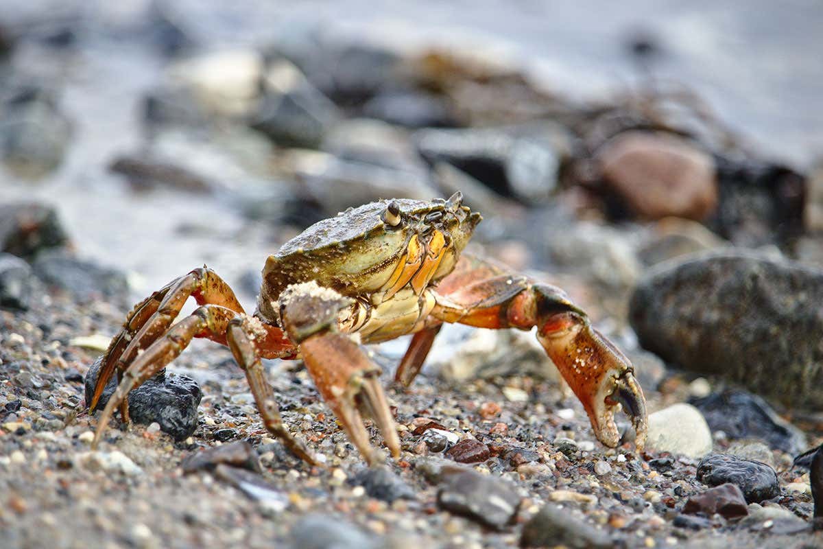 Shore crab