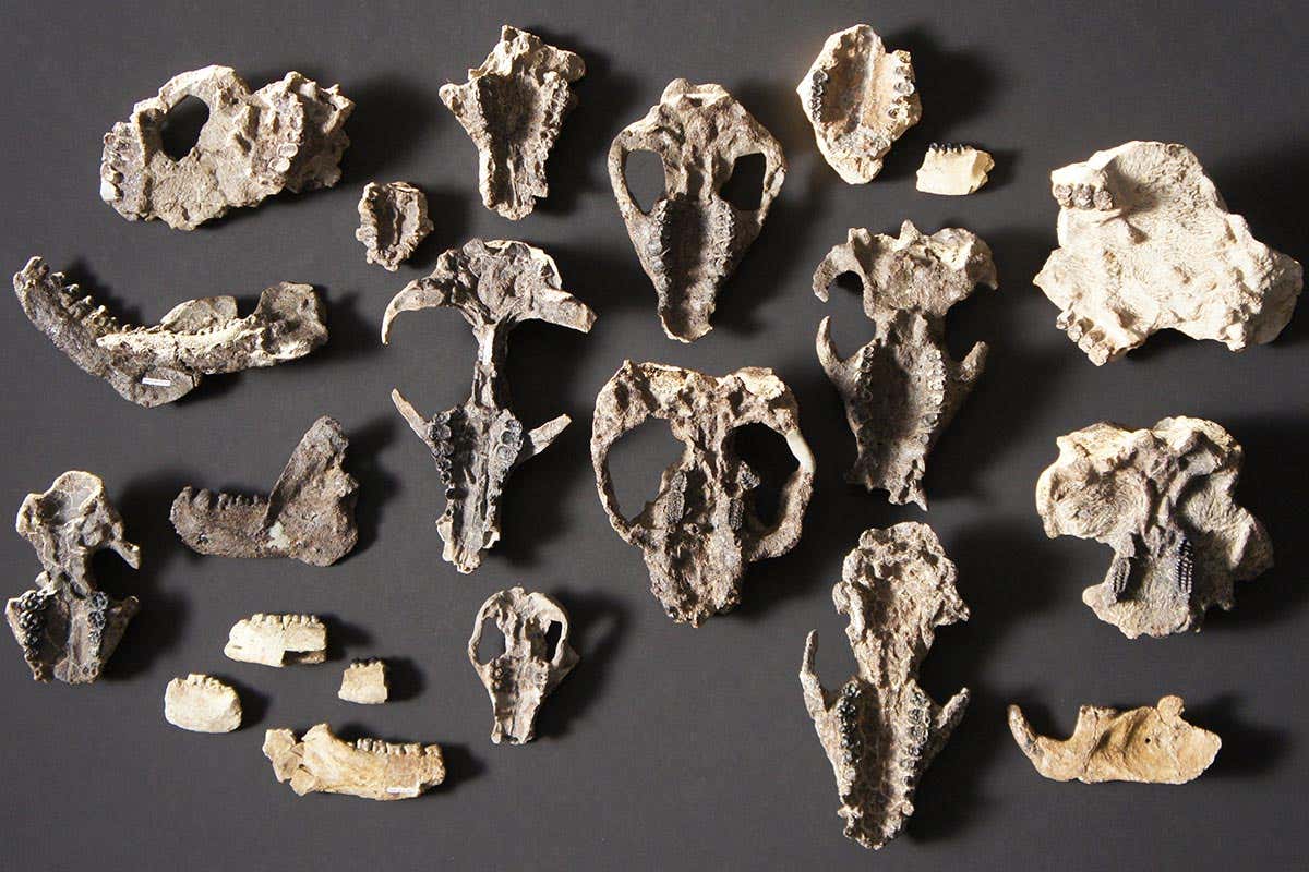 An overhead shot of the prepared mammal skull fossils and lower jaw retrieved from Corral Bluffs.