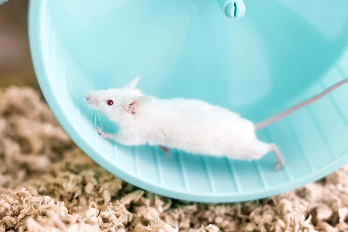 mouse on a wheel