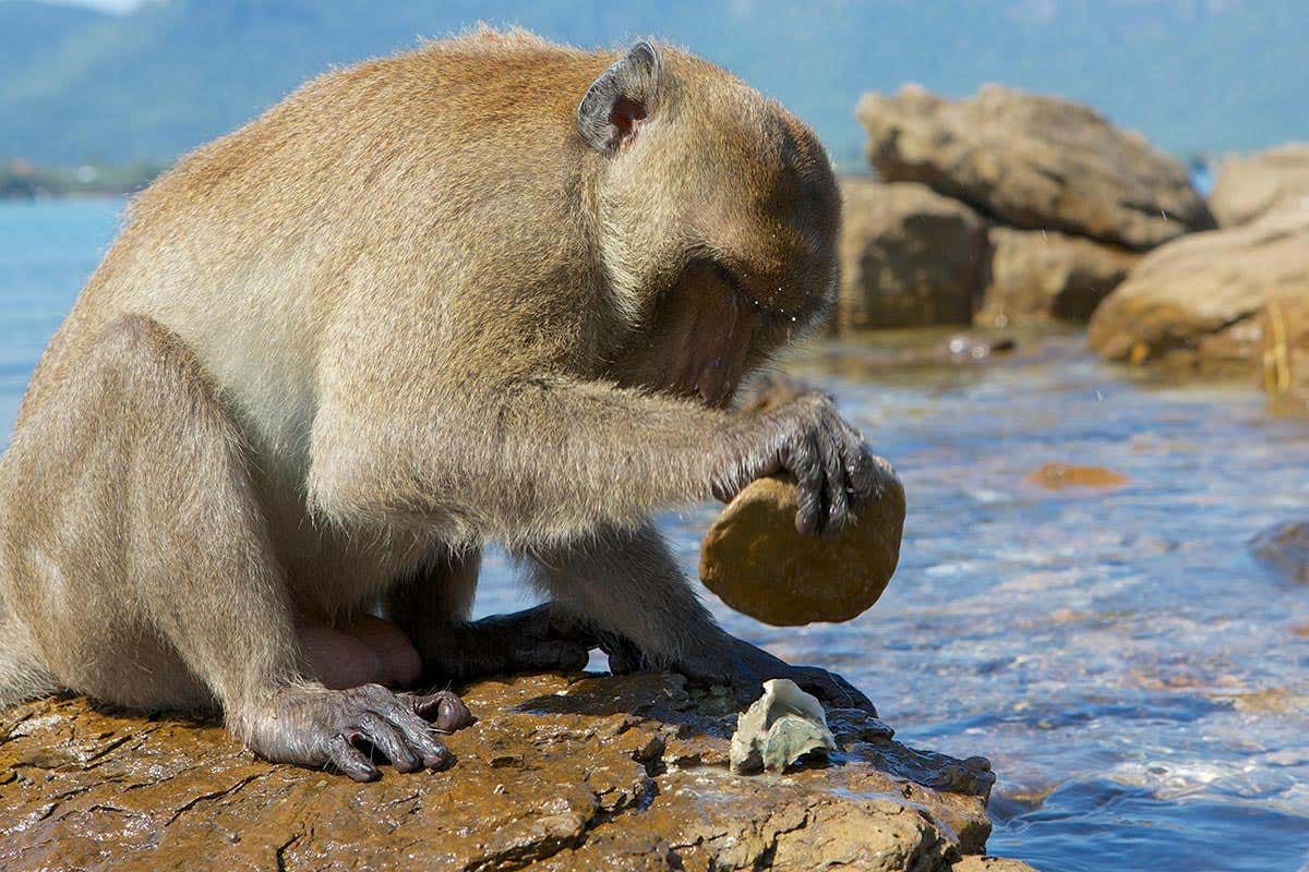 monkey using stone tool
