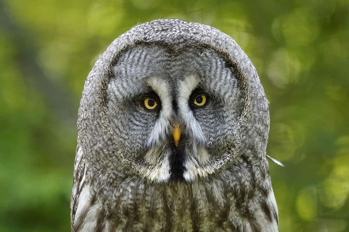 owl