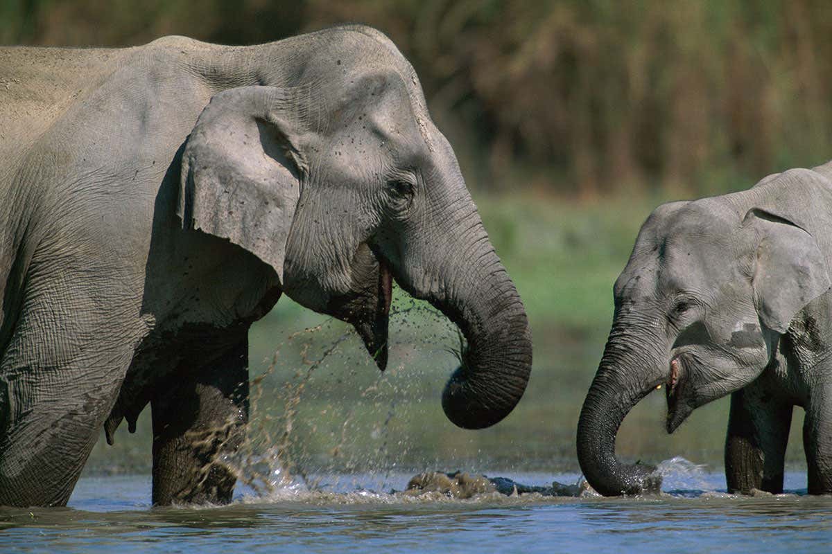 Indian elephant mother with young drinking in water a