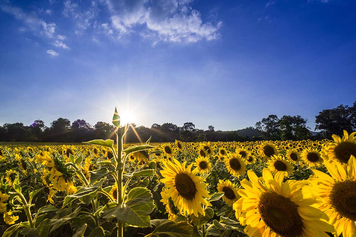 Sunflowers in a field