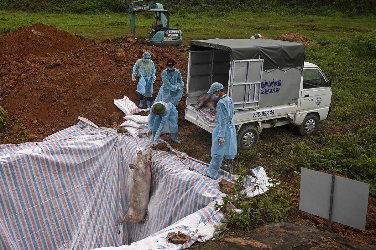 A dead pig is put into a quarantined pit in Hanoi to stop the spread of African Swine Fever