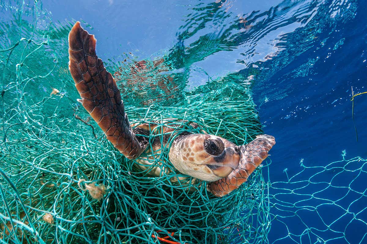 A turtle trapped in a net