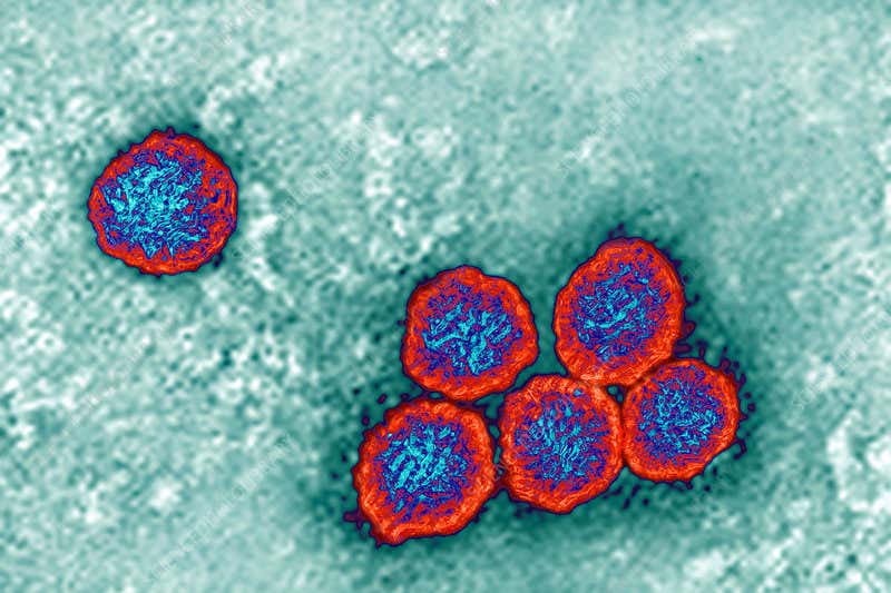 flavivirus