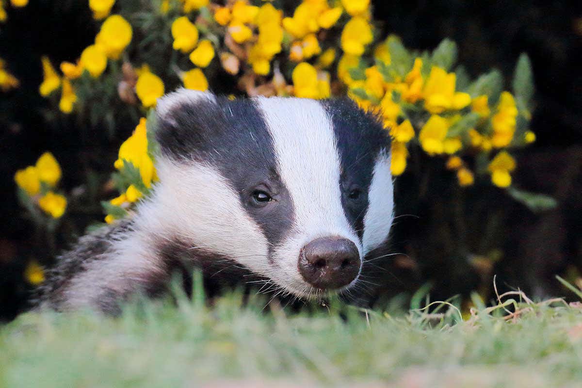 A badger