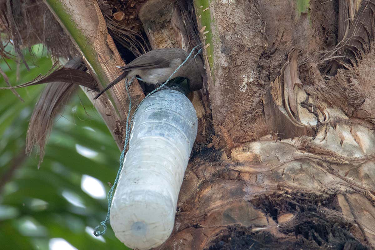 Common bulbul feeding on palm wine in the forest of Orango Island, Guinea-Bissau.