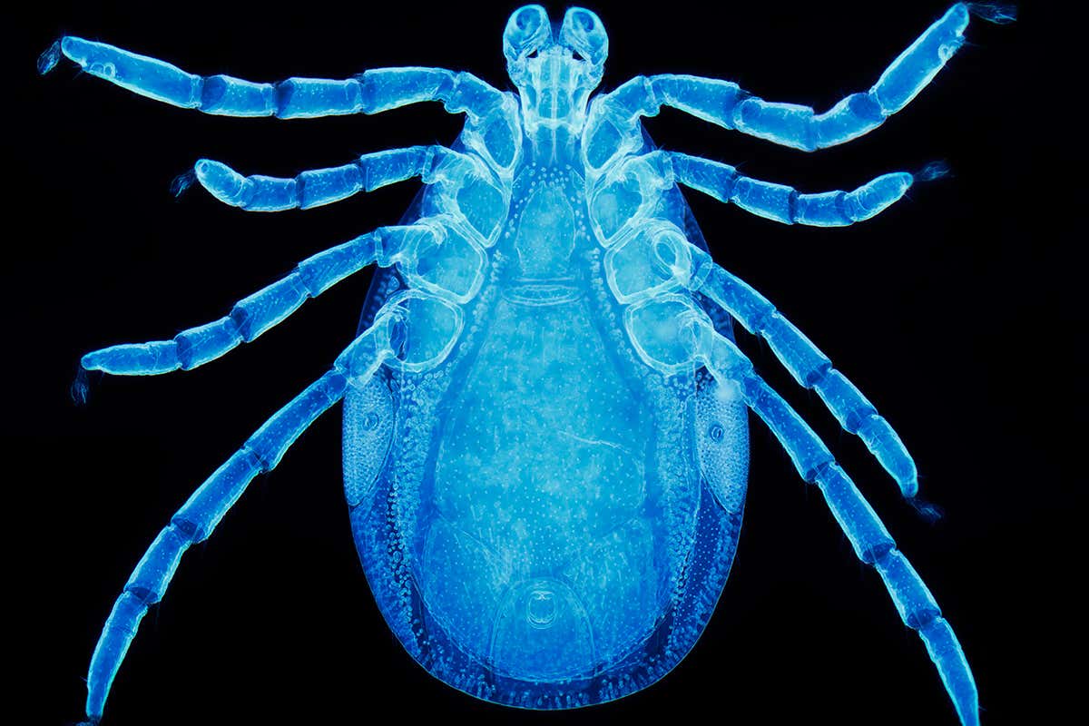 A male Lyme disease tick