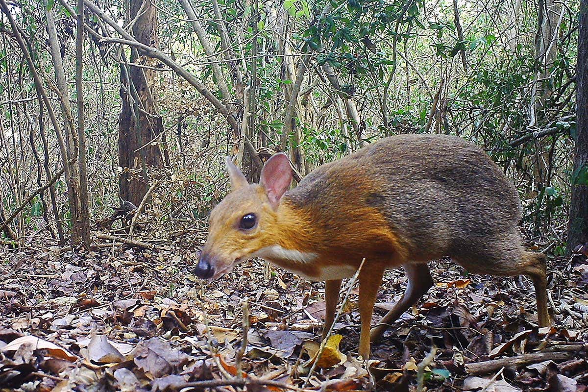 Silver-backed chevrotain