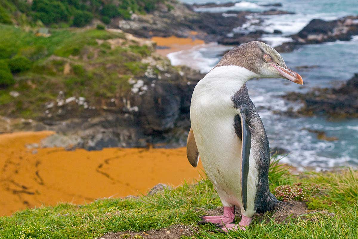 A yellow-eyed penguin